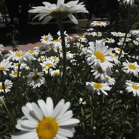 Du Square 3*